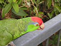 Amazone a joues vertes, Amazona viridigenalis (Photo F. Mrugala) (8)